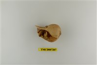 藏品(灰白陸寄居蟹)的圖片